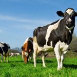 Primer ciclo de vacunación contra la fiebre aftosa y la brucelosis bovina será entre el 16 de mayo y el 29 de junio de 2016