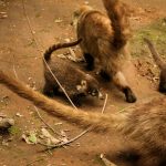 animales