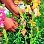 flores