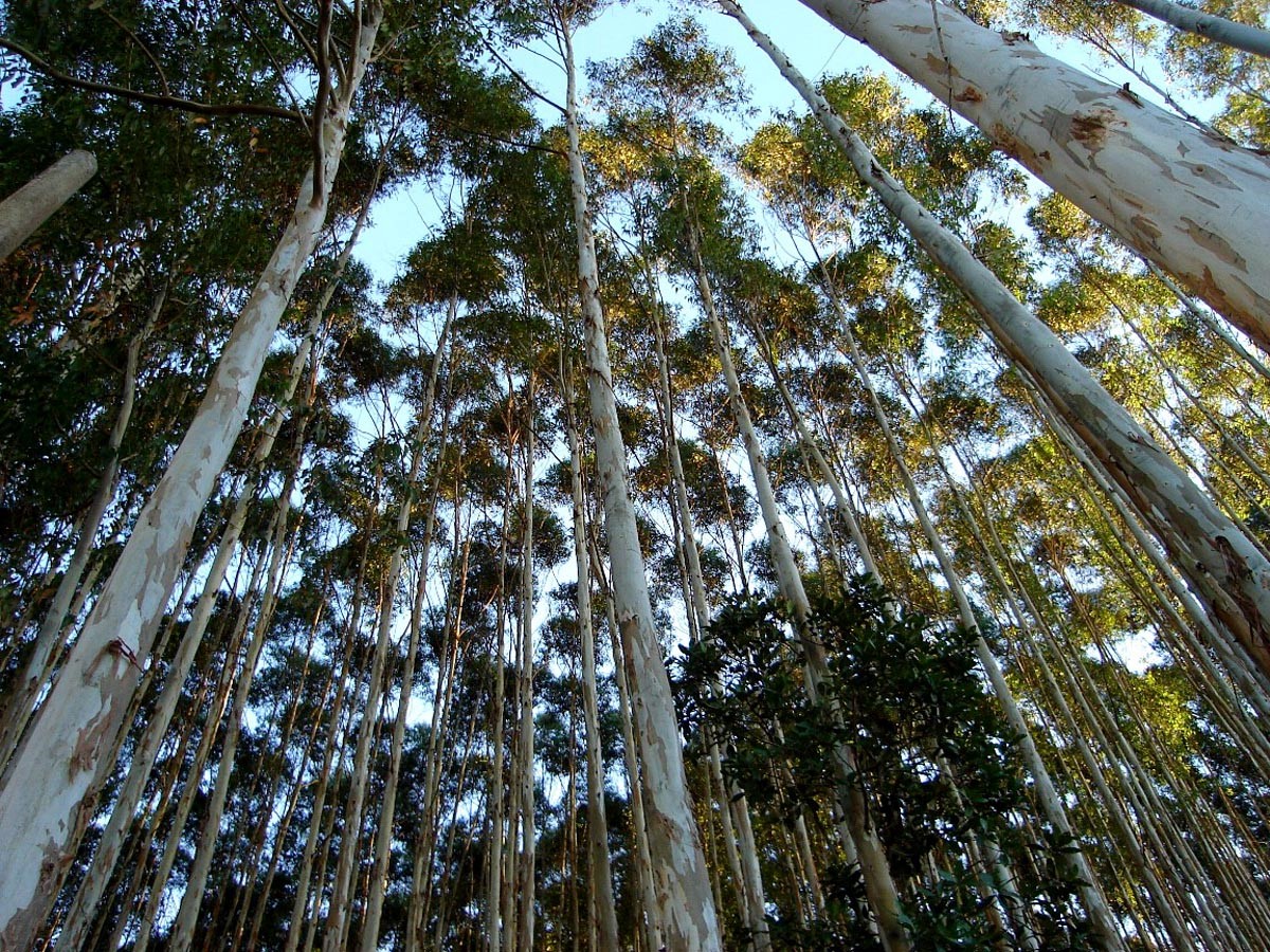 Arboles para la reforestacion en Topaipi.jpg