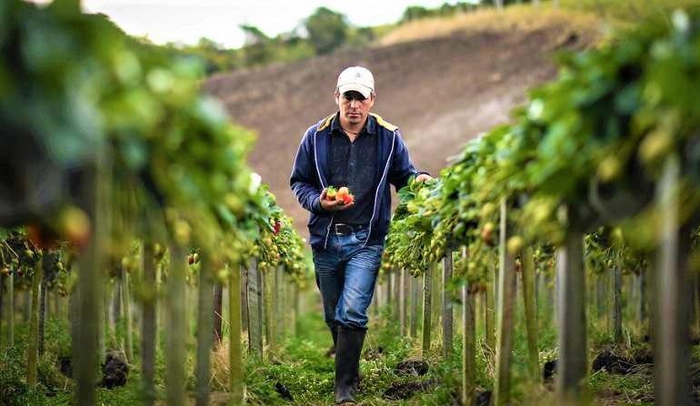El producto campesino cundinamarques no se detiene