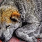 Alcalde de Ubate desistio sacrificar perros que se encuentren en las calles
