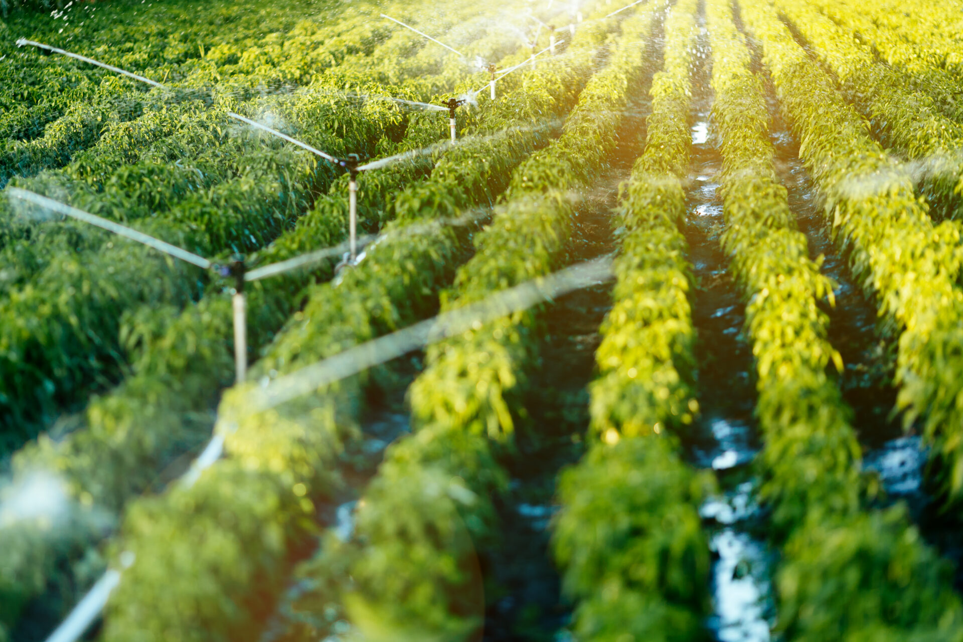 irrigation system in function 2021 08 26 17 29 59 utc