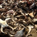 cattle bones of a slaughterhouse 2023 11 27 05 07 17 utc