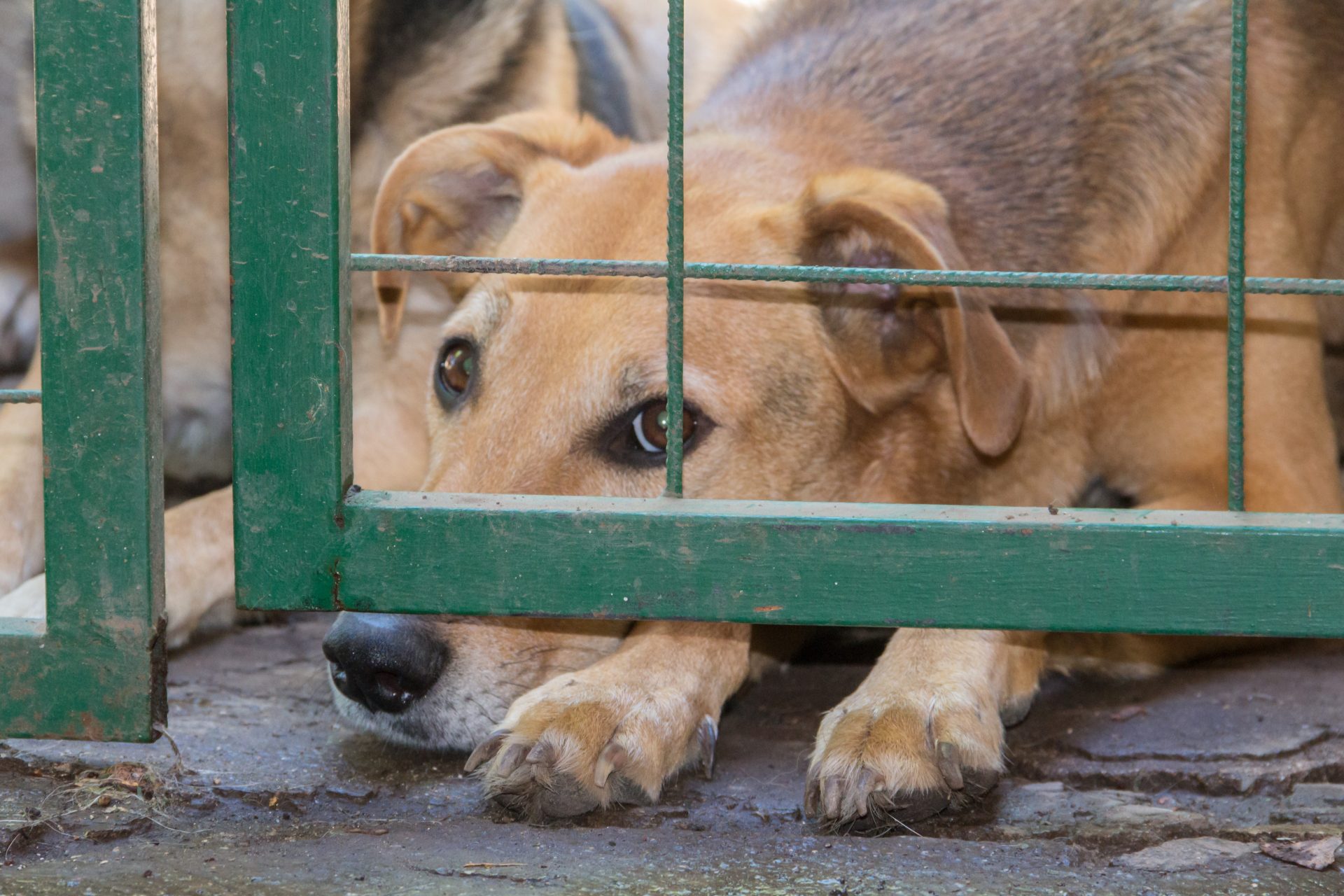 dogs locked up victims of animal abuse and abuse 2023 11 27 04 56 40 utc