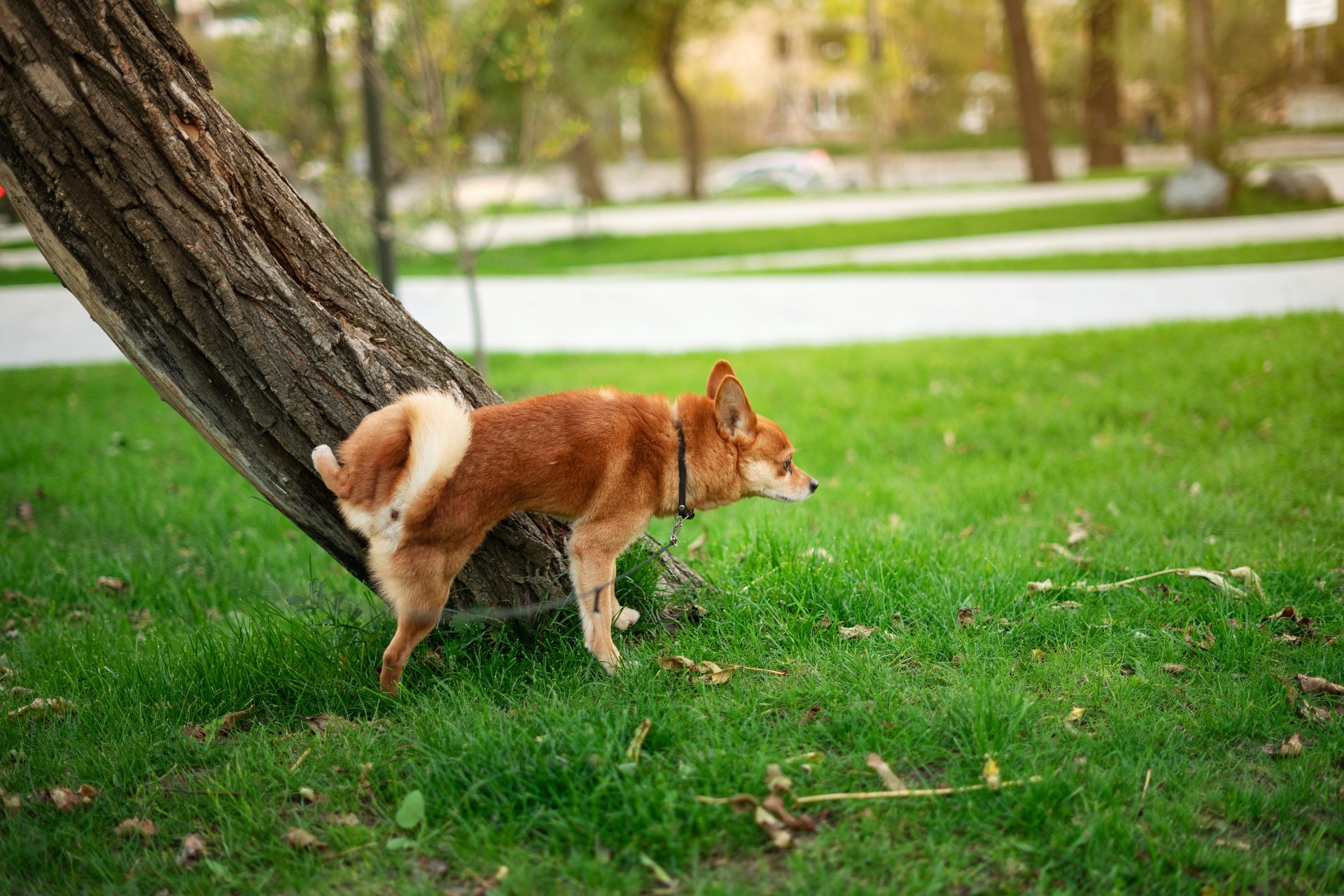red dog peeing on a tree in the autumn park 2024 11 27 03 58 16 utc